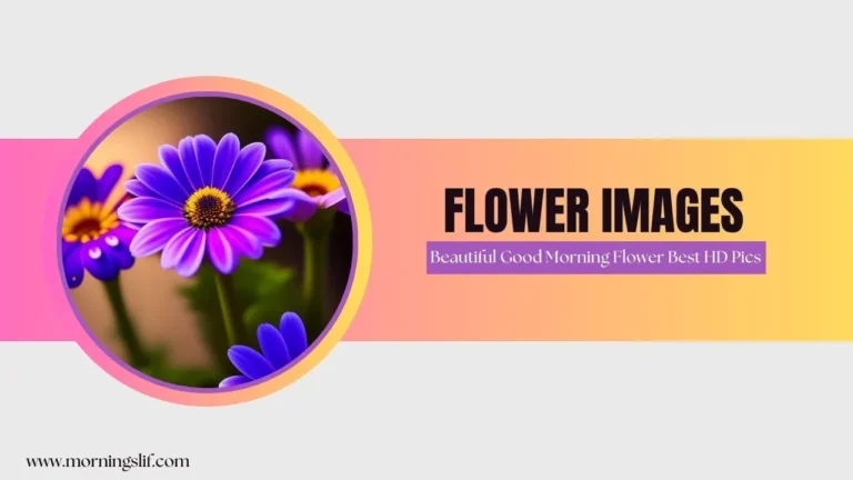 130+ Beautiful Good Morning Flower Images | Best HD Pics 1 130+ Beautiful Good Morning Flower Images | Best HD Pics