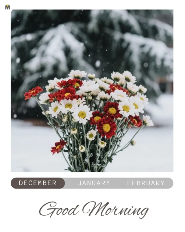 100+ Good Morning December Images ❄️ 38 A bouquet of red and white flowers stands against a snowy backdrop with evergreen trees in the distance. Good Morning is written below evoking a serene winter mood Good Morning December Images
