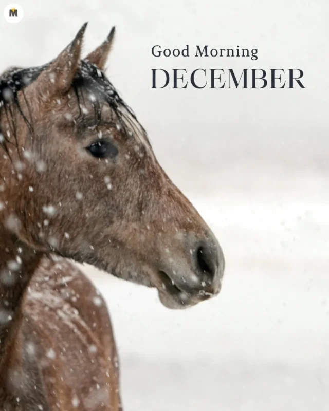 100+ Good Morning December Images ❄️ 25 A horse stands calmly amid falling snow set against a blurred snowy background. Text reads Good Morning December evoking a serene winter mood Good Morning December Images