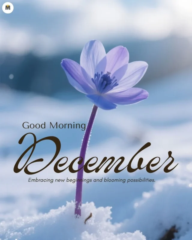 100+ Good Morning December Images ❄️ 21 A purple flower blooms through snow under a soft blue sky with the text Good Morning December conveying hope and new beginnings Good Morning December Images
