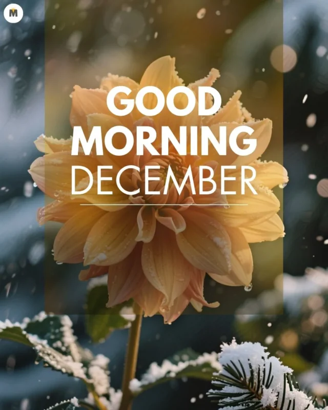 100+ Good Morning December Images ❄️ 37 Close up of a yellow flower dusted with snowflakes set against a blurred wintery background. Text reads Good Morning December in white Good Morning December Images