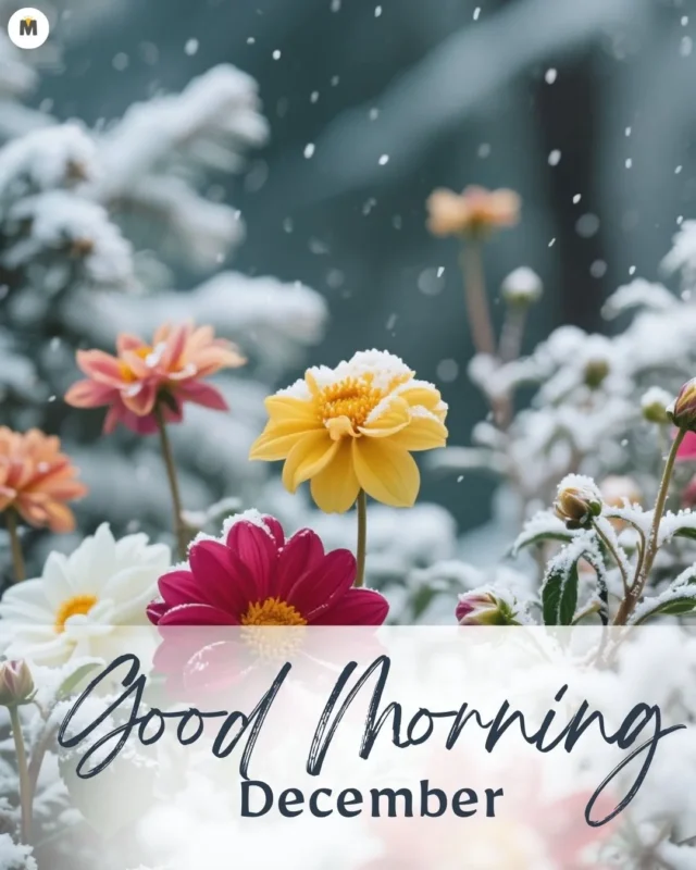 100+ Good Morning December Images ❄️ 44 Colorful flowers with snow dusted petals and evergreen branches in the background convey a serene winter morning. Text reads Good Morning December Good Morning December Images