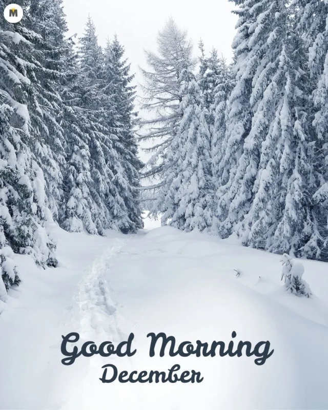 100+ Good Morning December Images ❄️ 51 Snow covered trees line a peaceful path evoking a serene winter landscape. Text reads Good Morning December conveying a cheerful seasonal greeting Good Morning December Images