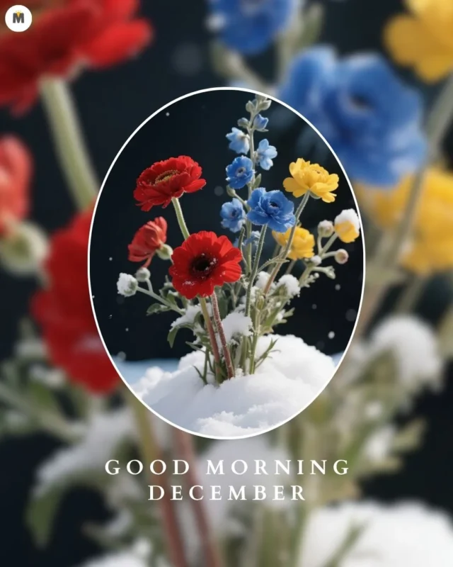 100+ Good Morning December Images ❄️ 35 Vibrant red blue and yellow flowers covered in snow are centered in an oval frame set against a blurred background. Text reads Good Morning December Good Morning December Images