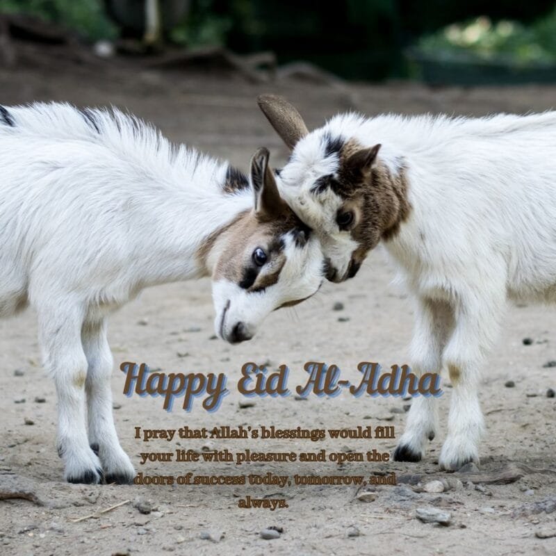 100+ Bakra Eid Mubarak Images: Best Bakra Eid 2025 Collection 63 62 Bakra Eid Mubarak Images