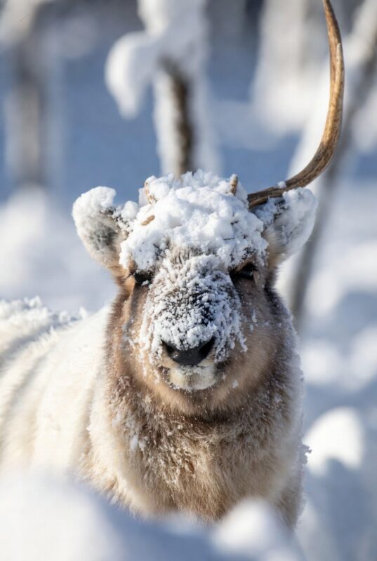 download 2025 12 06T100210.475 Snow Images