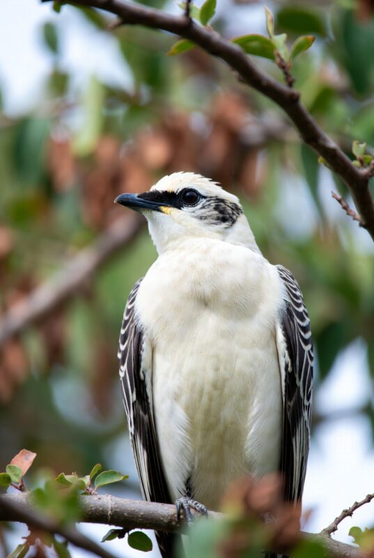 download 2025 12 06T100318.404 Snow Images